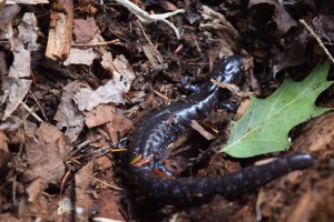 The first and biggest fella we saw in the rotting wood pile. 
