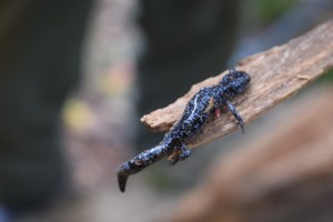 The little guy we also found. 