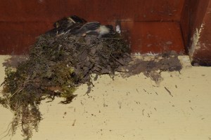 I know it's an awkward shot but I was holding the camera high over my head to try and take a shot of who was in the nest. 